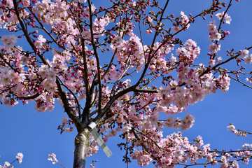 PRUNUS ACCOLADE