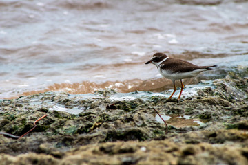 bird on the beach