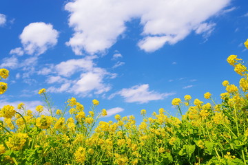 菜の花と青い空と白い雲