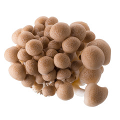 shimeji mushrooms brown varieties isolated on white background