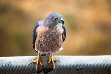 Eurasian Sparrowhawk