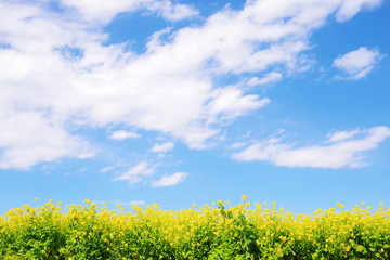 菜の花と青い空と白い雲