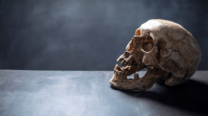 model of human skull on the grey background
