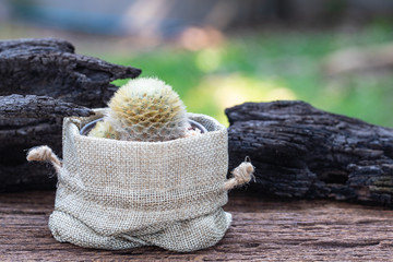 A small cactus in the cloth bag on old wooden table in the garden.