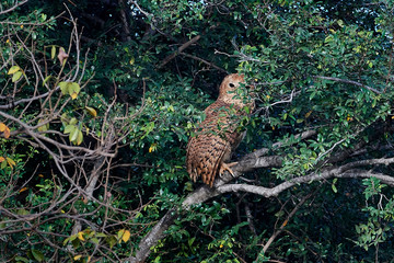 Pels fishing owl (Scotopelia peli)
