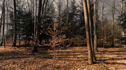 Baum mit braune Blätter