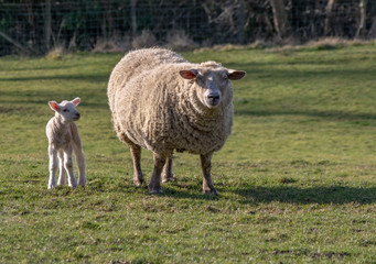 Sheep with lambs near Pocklington