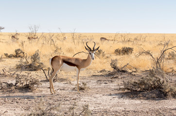 A springboks in namibian savannah