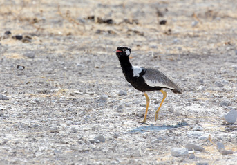 northern black korhaan in Namibia