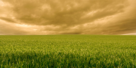 Obraz premium green field and clouds