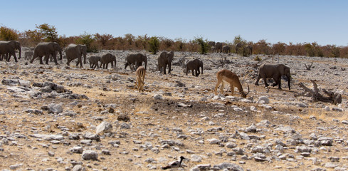 Large group of elephants