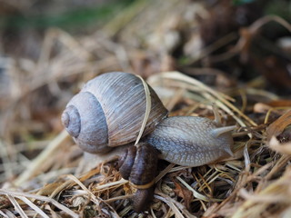 two burgundy snails macro