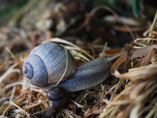 two burgundy snails macro