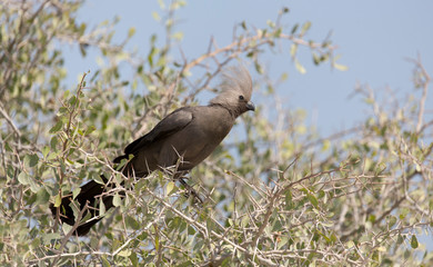 go away bird on a bush
