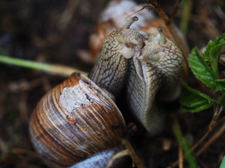two burgundy snails macro