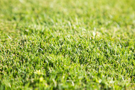 Green grass natural background texture, Lawn for the background . Summer vegetative background. Natural summer and spring background.