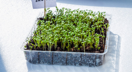 Seedling grow indoor-image
