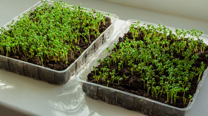 Fototapeta na wymiar Fresh lettuce seedlings growing indoors-image