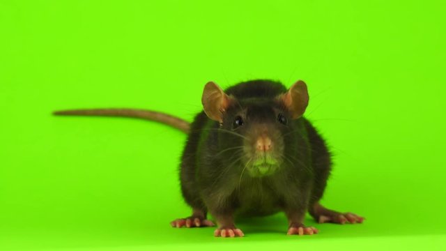 Rat on a green background