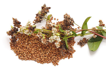 Blossom of buckwheat with leaves.