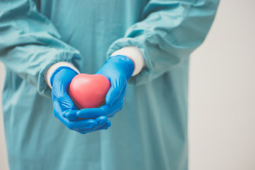 surgeon holding a Heart.Anatomy human Heart model.