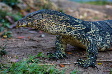 Varan. Parc Lumpini, Bangkok, Thaïlande.