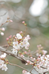 春の訪れ