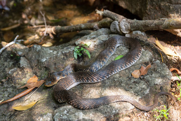 Snake sun bathing in the rain forest on Phu Quoc Island, Vietnam