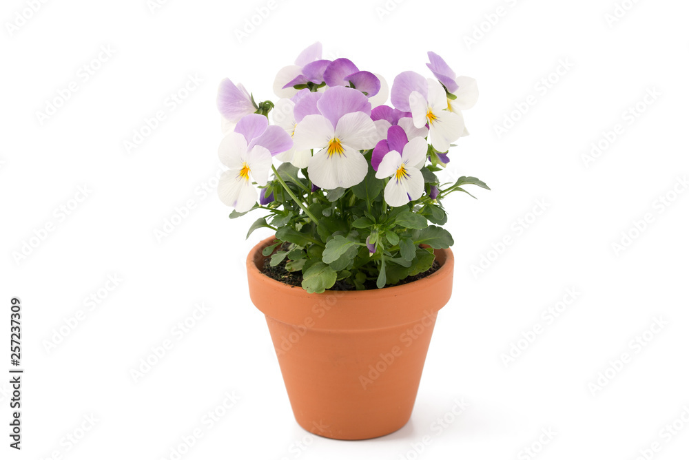 Poster hornveilchen (viola cornuta)