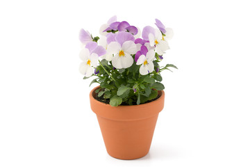Naklejka na ściany i meble Hornveilchen (Viola cornuta)
