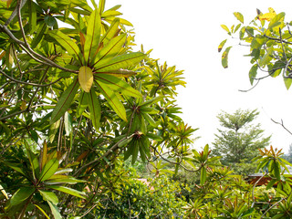 The image of green leaves looking up at the white sky