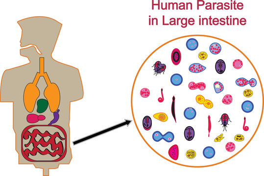 Human Parasite in Large intestine.Medical Parasitology.Parasitic microscope.