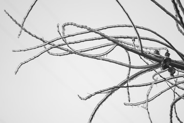 Frozen branches in the gray sky
