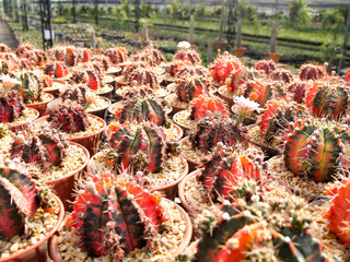 Obraz premium cactus in the garden