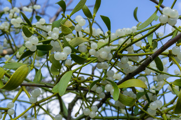 Viscum album - closeup view