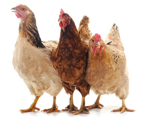 Three brown chicken.