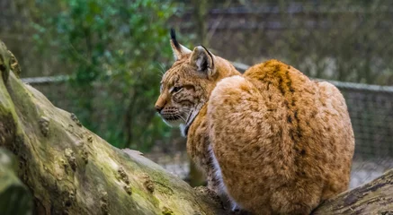 Fotobehang Lynx closeup of a eurasian lynx sitting on a tree branch, Wild cat from Eurasia  © Charlotte B