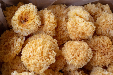 natural sponge fungus dried