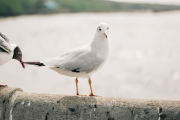 seagull on post