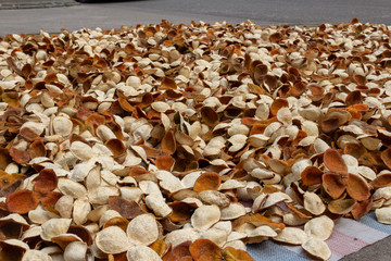 mandarin orange peels drying on the street