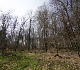 Wald Panorama