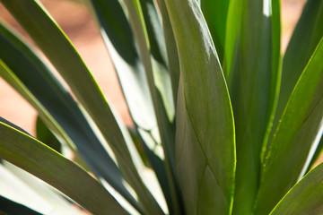 Fototapeta premium Texture of bright green tropical leaves. Summer vegetative background. Natural summer and spring background. Copy space.