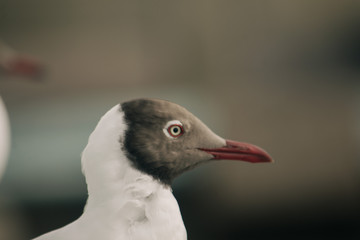portrait of a seagull