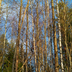 Obraz premium Spring time in forest