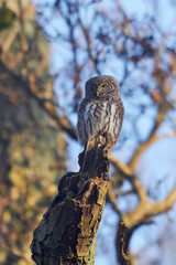 Eurasian pygmy owl (Glaucidium passerinum)
