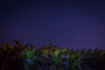 Fototapeta na wymiar A Blue Starry Night Sky in Hawaii - Above a Row of Palm Trees