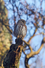 Eurasian pygmy owl (Glaucidium passerinum)