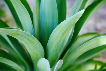 Texture of bright green tropical leaves. Summer vegetative background. Natural summer and spring background. Copy space.