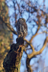 Eurasian pygmy owl (Glaucidium passerinum)