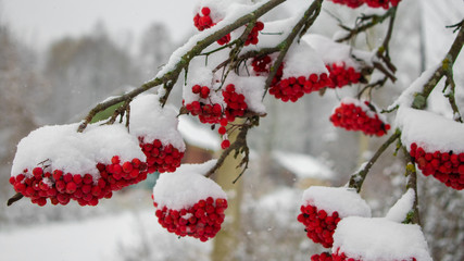 red berries in snow